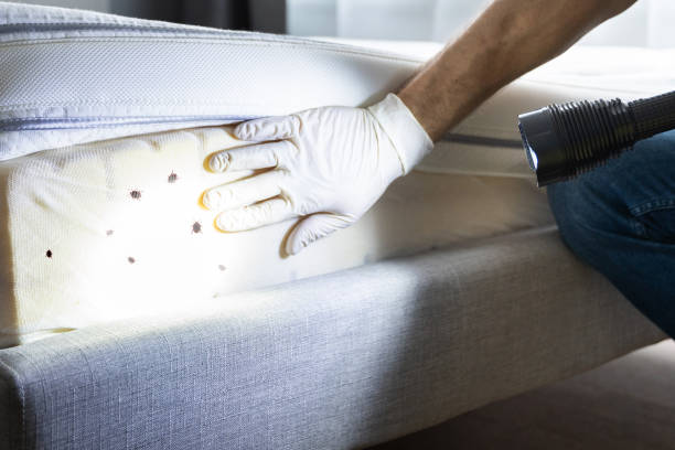Best Mosquito Control Services  in Galva, KS